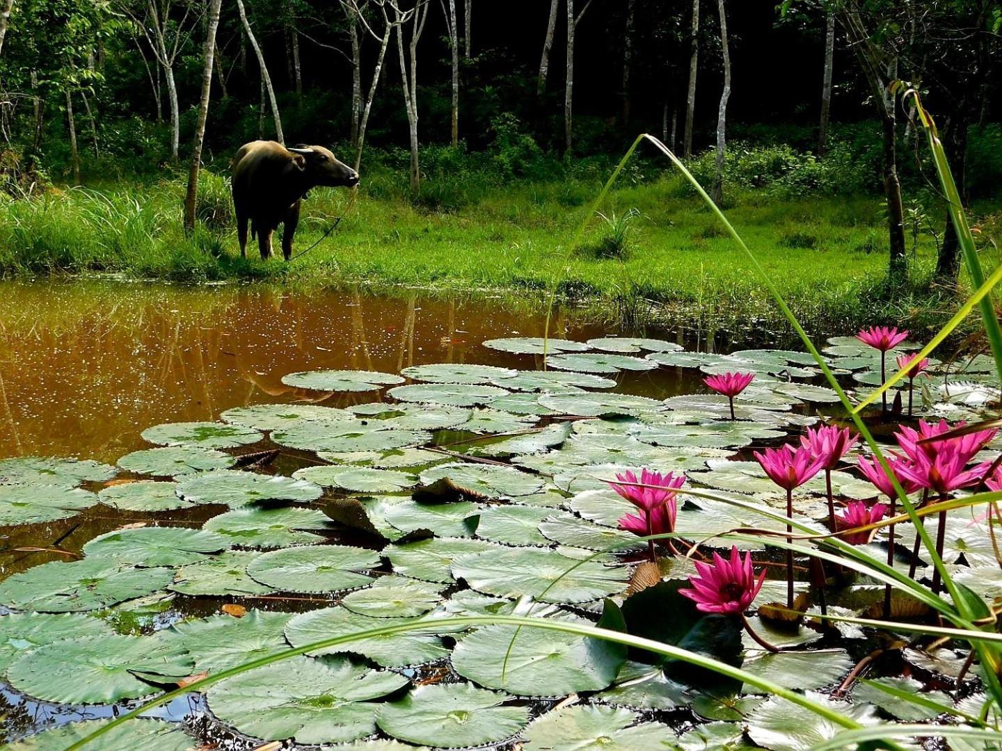 Hotel Swiss Bonihouse Koh Yao Yai Ban Pru Nai Zewnętrze zdjęcie