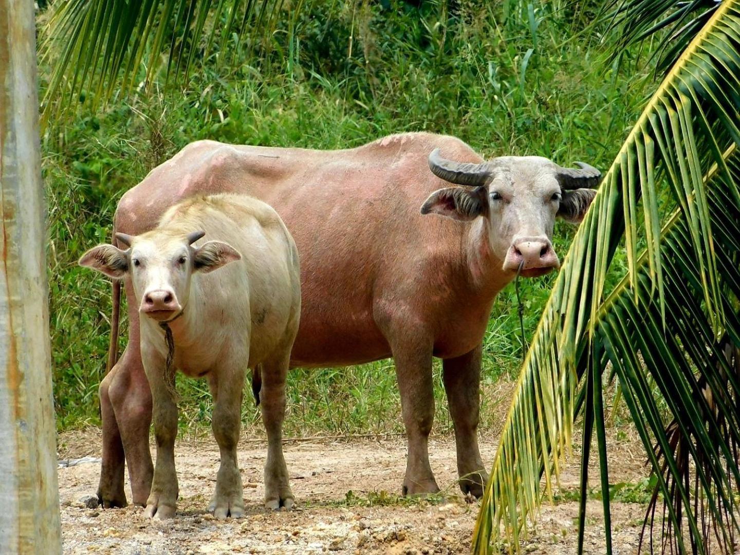 Hotel Swiss Bonihouse Koh Yao Yai Ban Pru Nai Zewnętrze zdjęcie