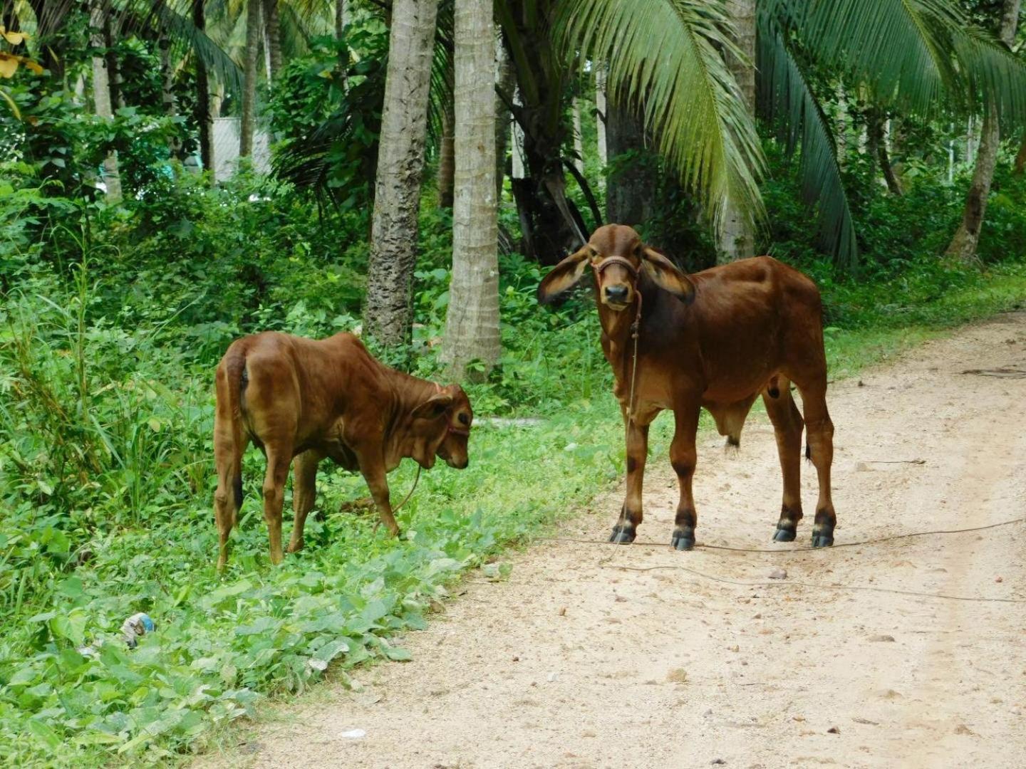 Hotel Swiss Bonihouse Koh Yao Yai Ban Pru Nai Zewnętrze zdjęcie